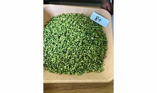 Spicy Gold 8+ mm Green Cardamom