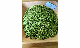 Spicy Gold 7 mm Green Cardamom