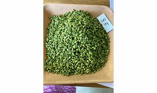Spicy Gold Aromatic Green Cardamom 8.5+mm