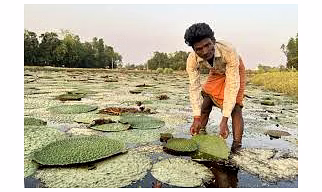 Makhana / Lotus Seeds (dried, natural, roasted, or popped)