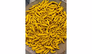 Turmeric Fingure
