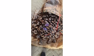 Black Potato Jamunia Indian/Fresh and Chilled