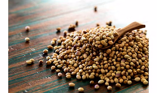 Coriander seeds