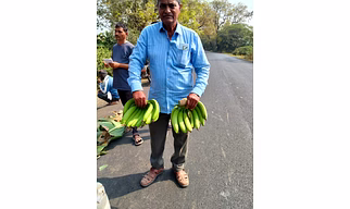 Cavendish Banana (Grand Naine G9) (Musa paradisiaca)