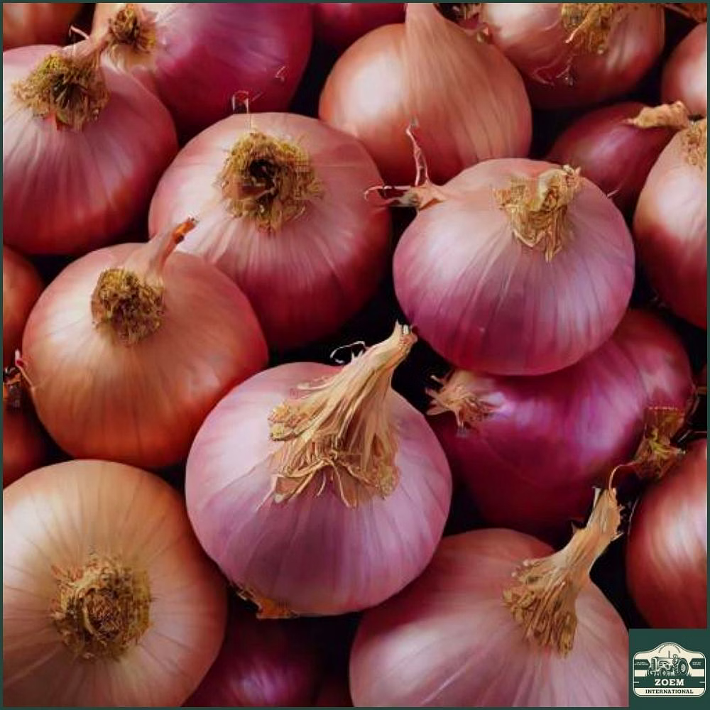 bangalore rose onions