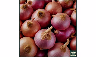 Bangalore Rose Onions
