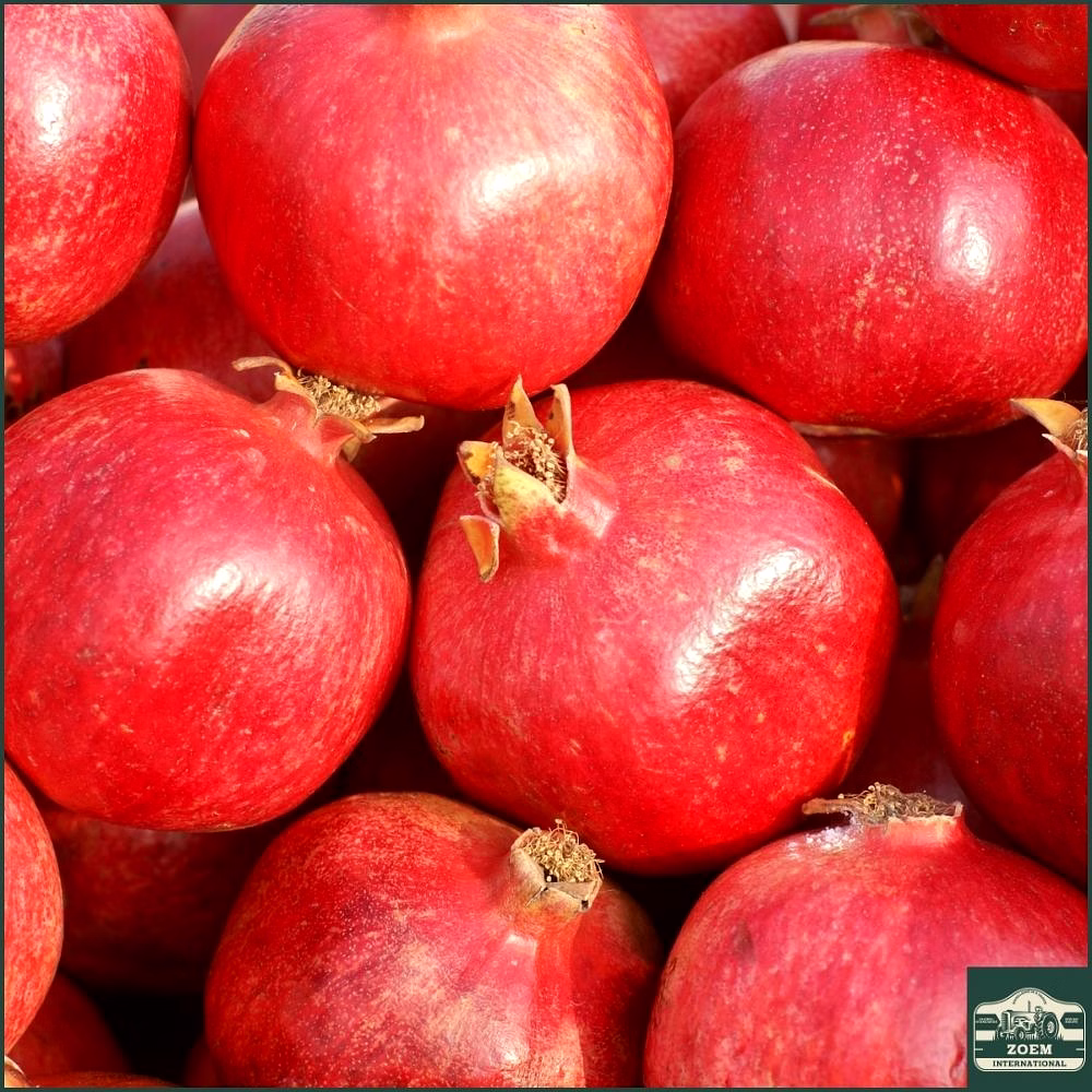 Bhagwa Pomegranates image 1