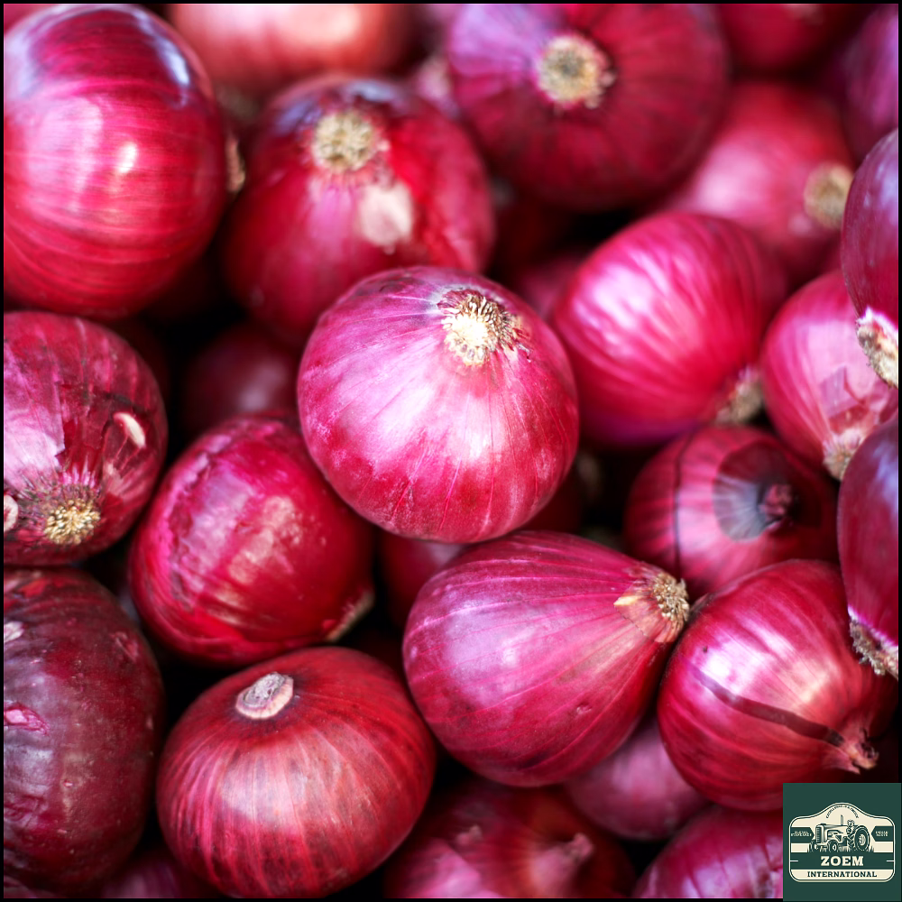 nasik red onions