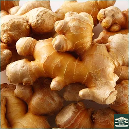 fresh ginger — karnataka (hassan / wayanad belt)