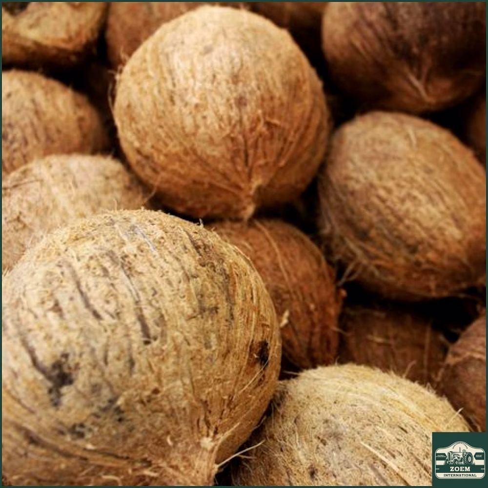 pollachi semi husked coconut — tamil nadu (premium export grade)