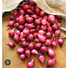 empire shallots