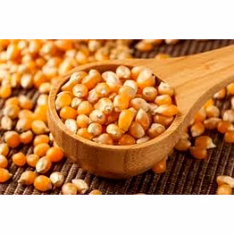 pop corn maize raw