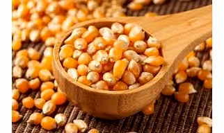 Pop corn maize raw