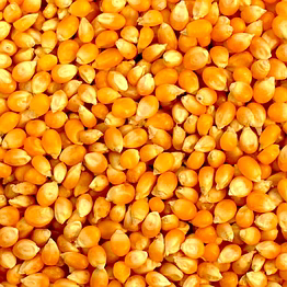 maize corn makka