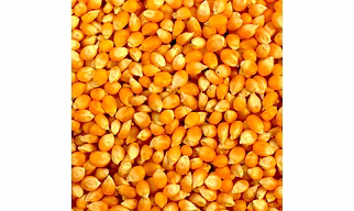 Maize Corn Makka