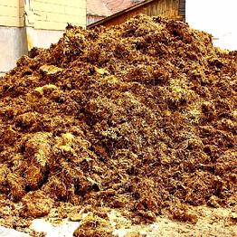 organic cow dung
