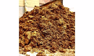 Cow Dung