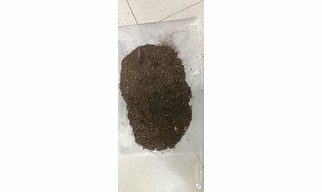 Cow Dung Powder