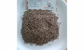 Cumin Seeds
