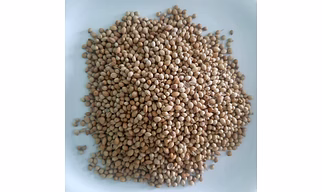 Coriander Seeds