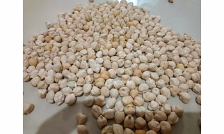 White Chickpeas
