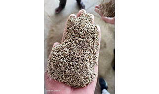 Cumin seeds