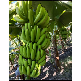 banana (musa canvendish)