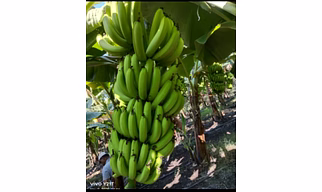 Banana (Musa Canvendish)