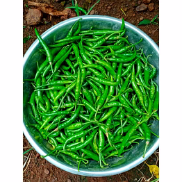 green chilli