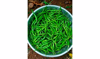 Green Chilli