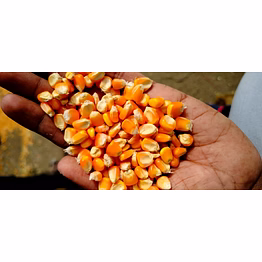 yellow maize corn kernels