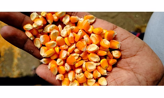 Yellow Maize Corn kernels