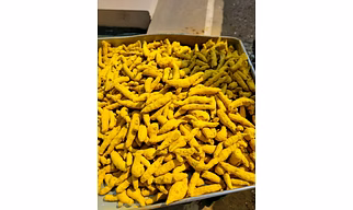 Finger Turmeric