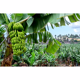 banana