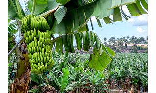 Banana