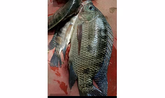 Tilapia