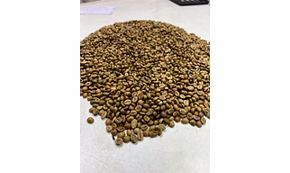 green coffee beans