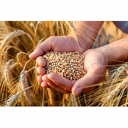 indian premium wheat