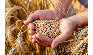 INDIAN PREMIUM WHEAT
