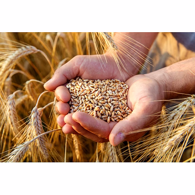 indian premium wheat