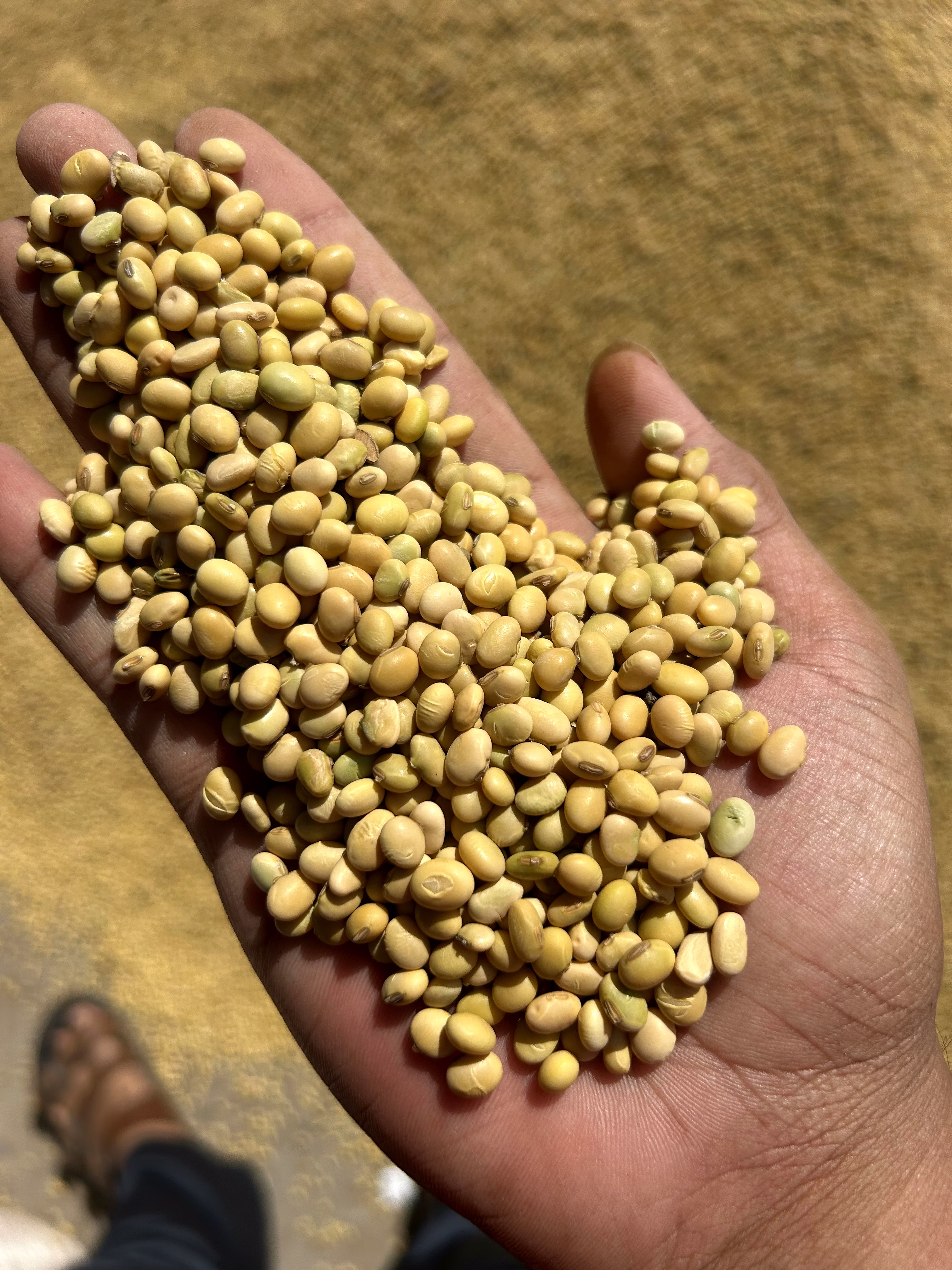 Soyabean image 1