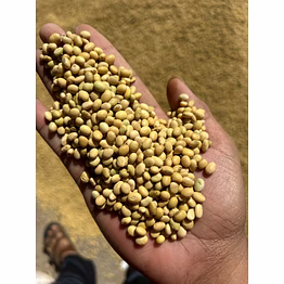 soyabean
