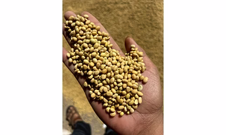 Soyabean