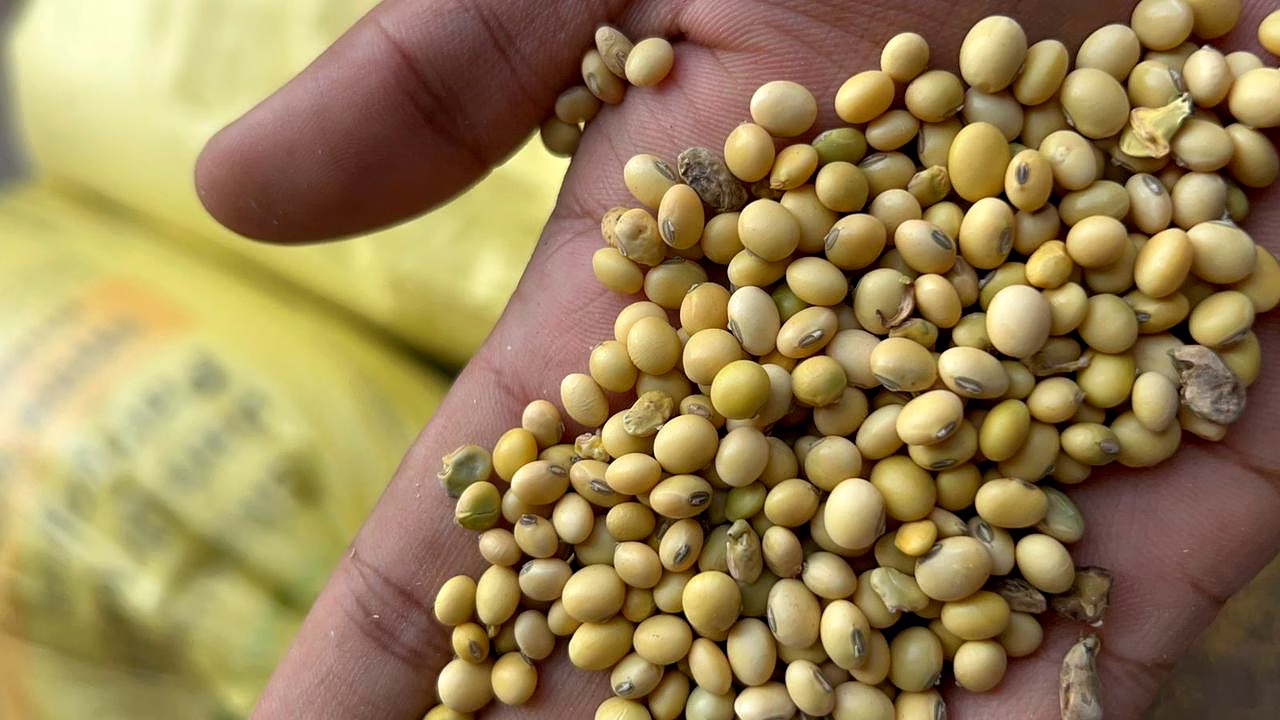 Soyabean image 2