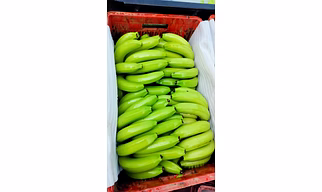 Green Bananas