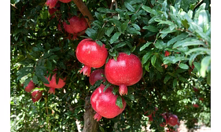 Pomegranate