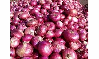 Red onion