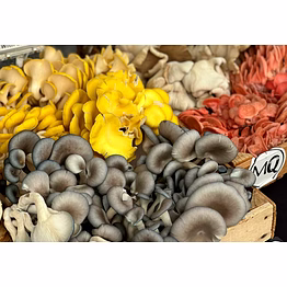 blue oyster mushroom dehydrated