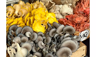 Blue Oyster mushroom dehydrated