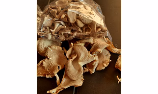 Sajar kaju oyster mushroom dehydrated